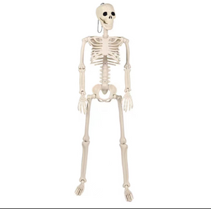 28" Halloween Skeleton,Full Body Skeleton with Posable Movable Joints for Haunted House Props Decorations