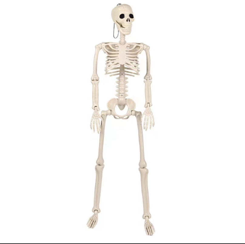 28" Halloween Skeleton,Full Body Skeleton with Posable Movable Joints for Haunted House Props Decorations